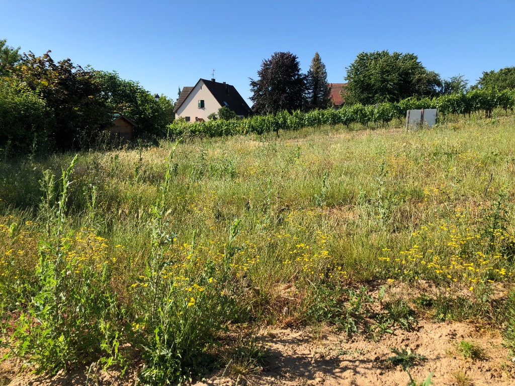 Constructeur de maisons Haut-Rhin - PFAFFENHEIM - terrain Batige